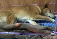 狗瘟后遗症,症状、治疗与康复之路