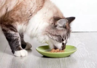 娱乐吃瓜猫咪视频,猫咪吃瓜视频，萌态百出，笑料连连